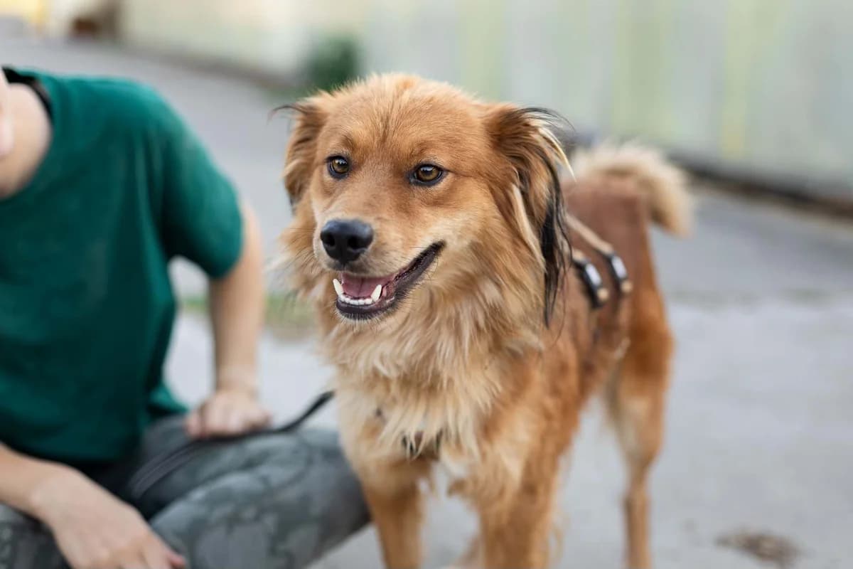 Rollo, male 5yo Mixed Breed for adoption at Ein Herz für Streuner e.V., München
