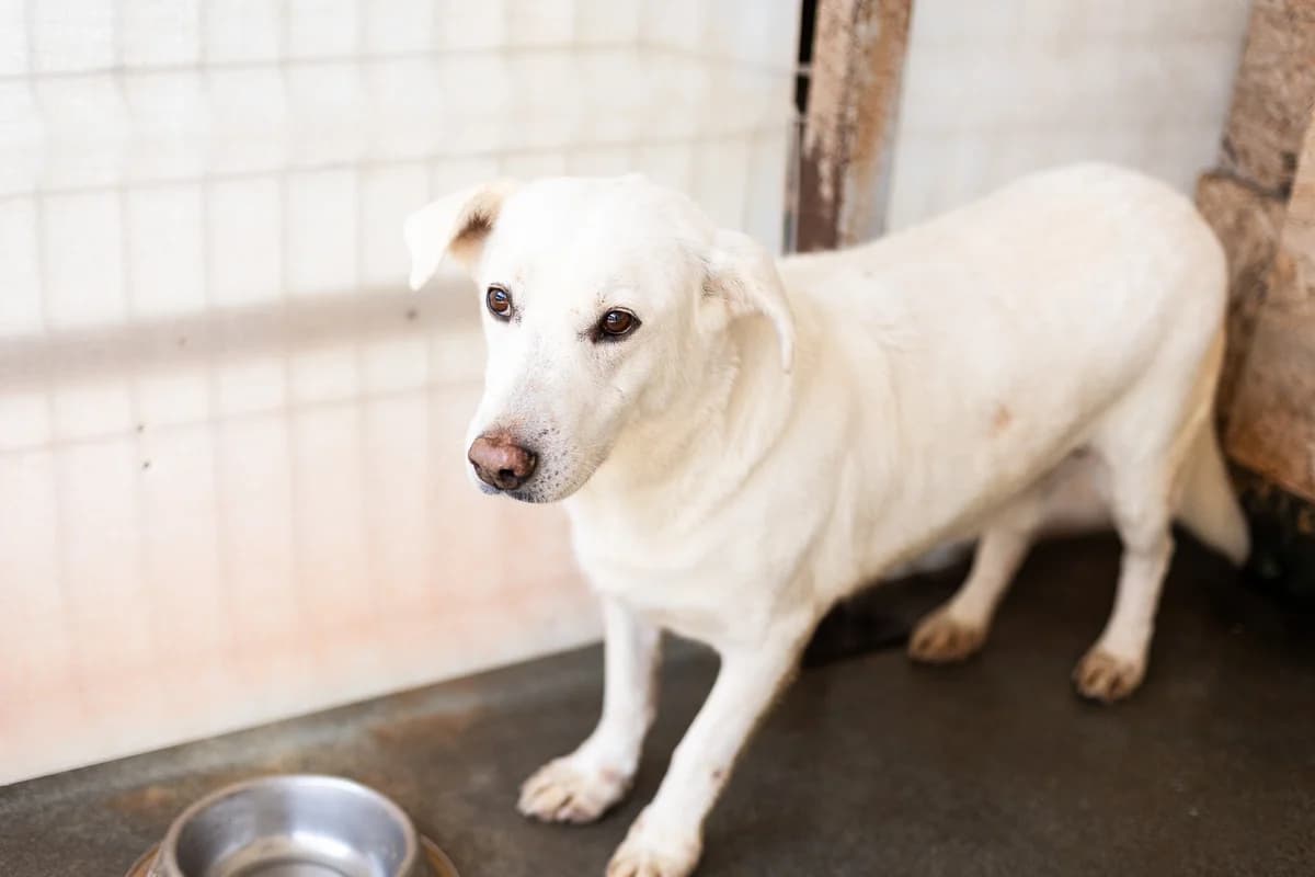 Romeo, male senior Mixed Breed for adoption at Ein Herz für Streuner e.V., München