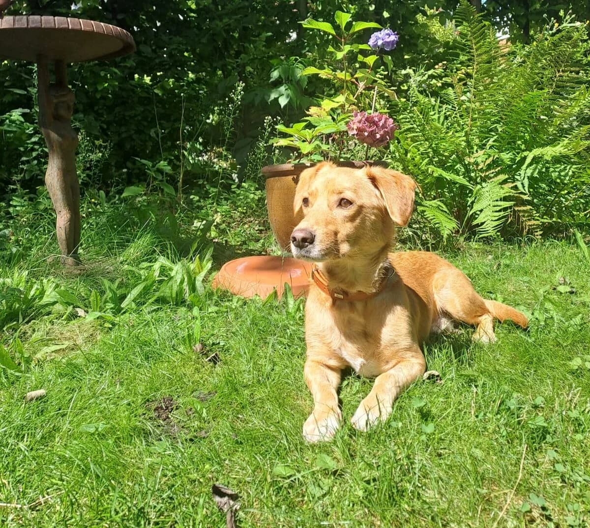 Romero, male 4yo Mixed Breed for adoption at Ein Herz für Streuner e.V., München