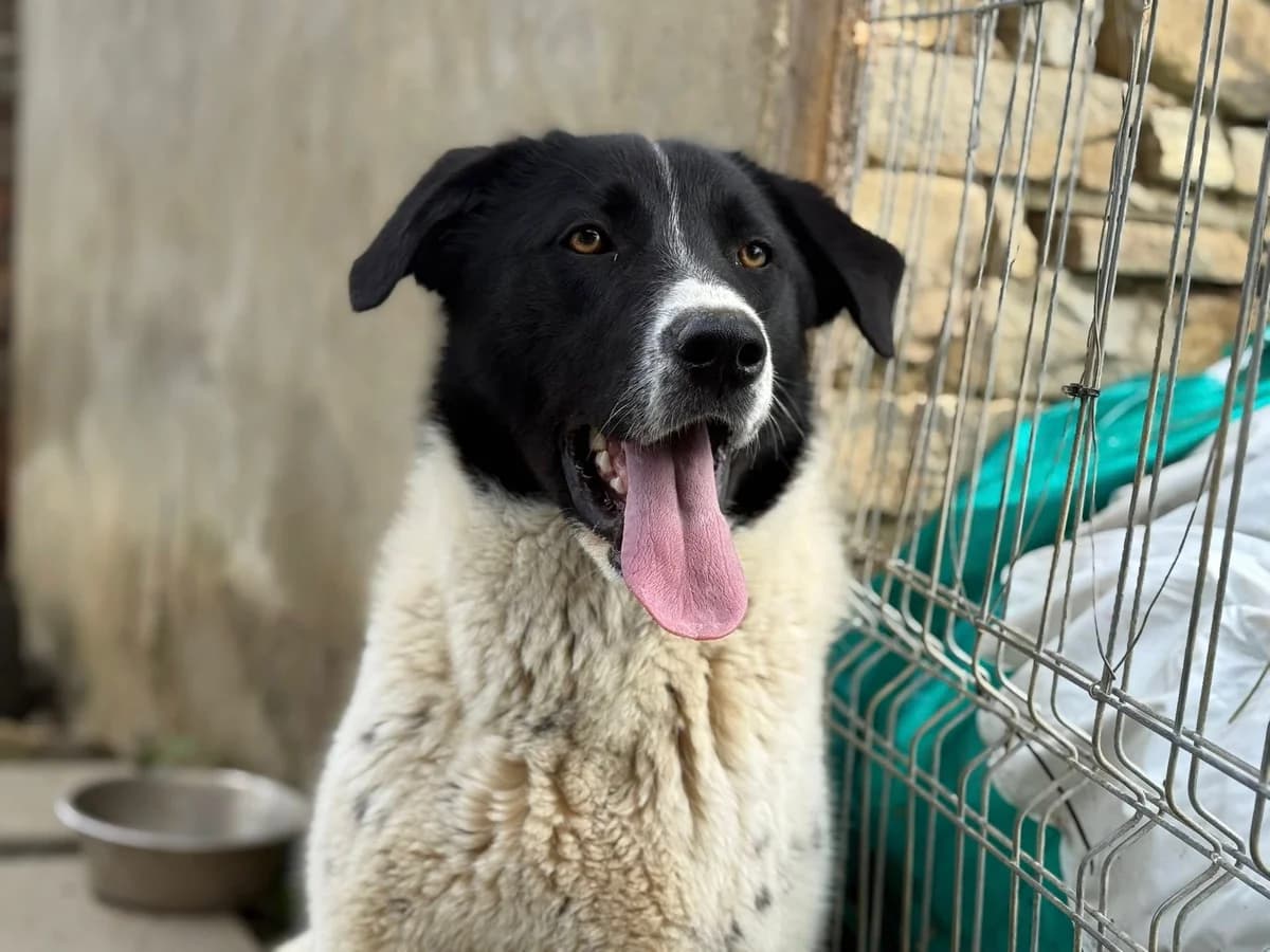 Romsi, female young Mixed Breed for adoption at Ein Herz für Streuner e.V., München