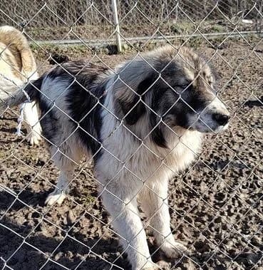 Romulus, male young Mixed Breed for adoption at Ein Herz für Streuner e.V., München