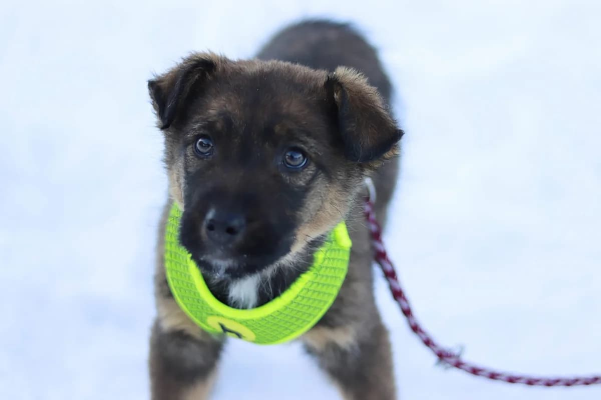 Romulus, braun male puppy Mixed Breed for adoption at Ein Herz für Streuner e.V., München