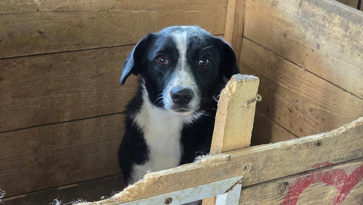 Romy, female 5yo Mixed Breed for adoption at Ein Herz für Streuner e.V., München