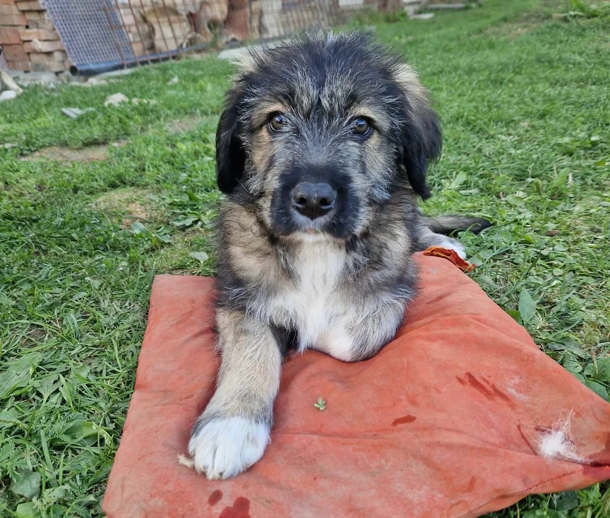 Romy, female young Mixed Breed for adoption at Ein Herz für Streuner e.V., München
