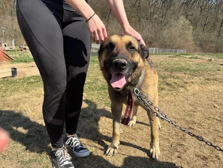 Ron, male 5yo Mixed Breed for adoption at Ein Herz für Streuner e.V., München