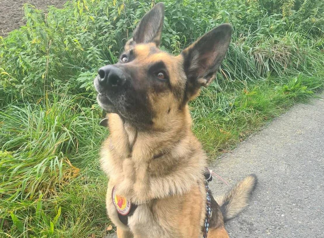 Ron, male 5yo Mixed Breed for adoption at Ein Herz für Streuner e.V., München