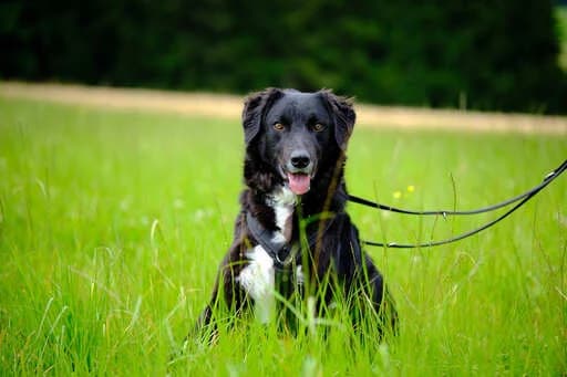 Ronaldo, male young Mixed Breed for adoption at Ein Herz für Streuner e.V., München
