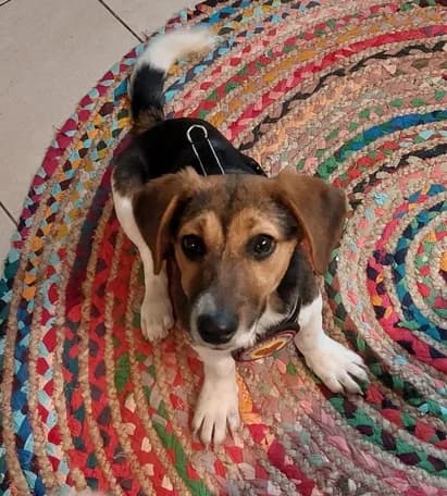 Ronan, male puppy Mixed Breed for adoption at Ein Herz für Streuner e.V., München