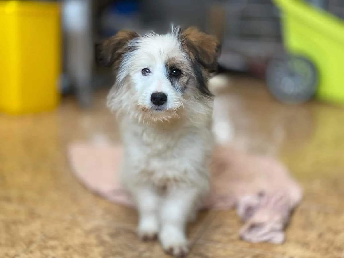 Ronda, female puppy Mixed Breed for adoption at Ein Herz für Streuner e.V., München