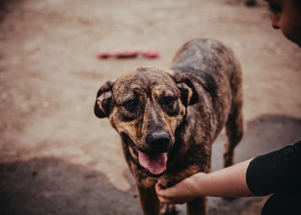 Ronja, female 5yo Mixed Breed for adoption at Ein Herz für Streuner e.V., München