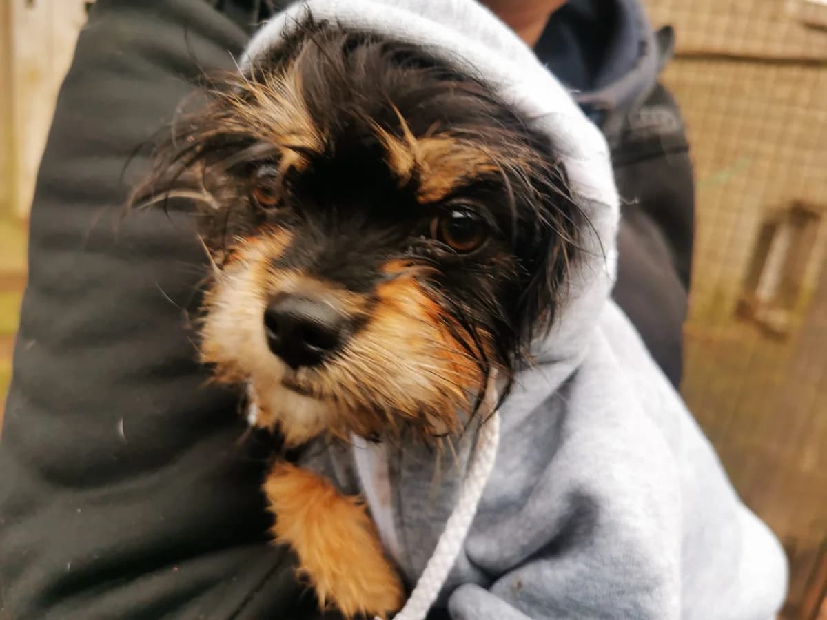 Ronja, female puppy Mixed Breed for adoption at Ein Herz für Streuner e.V., München