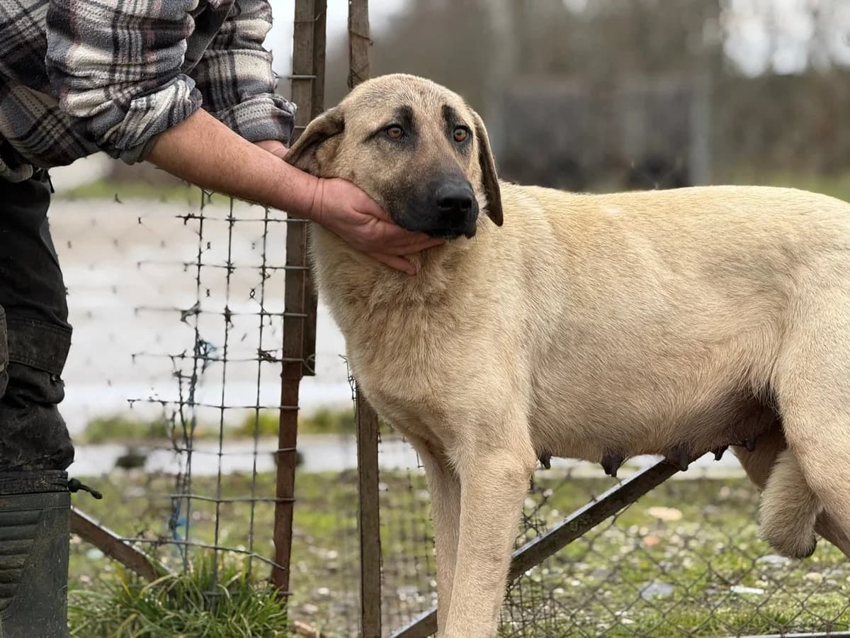 Ronja, female young Mixed Breed for adoption at Ein Herz für Streuner e.V., München