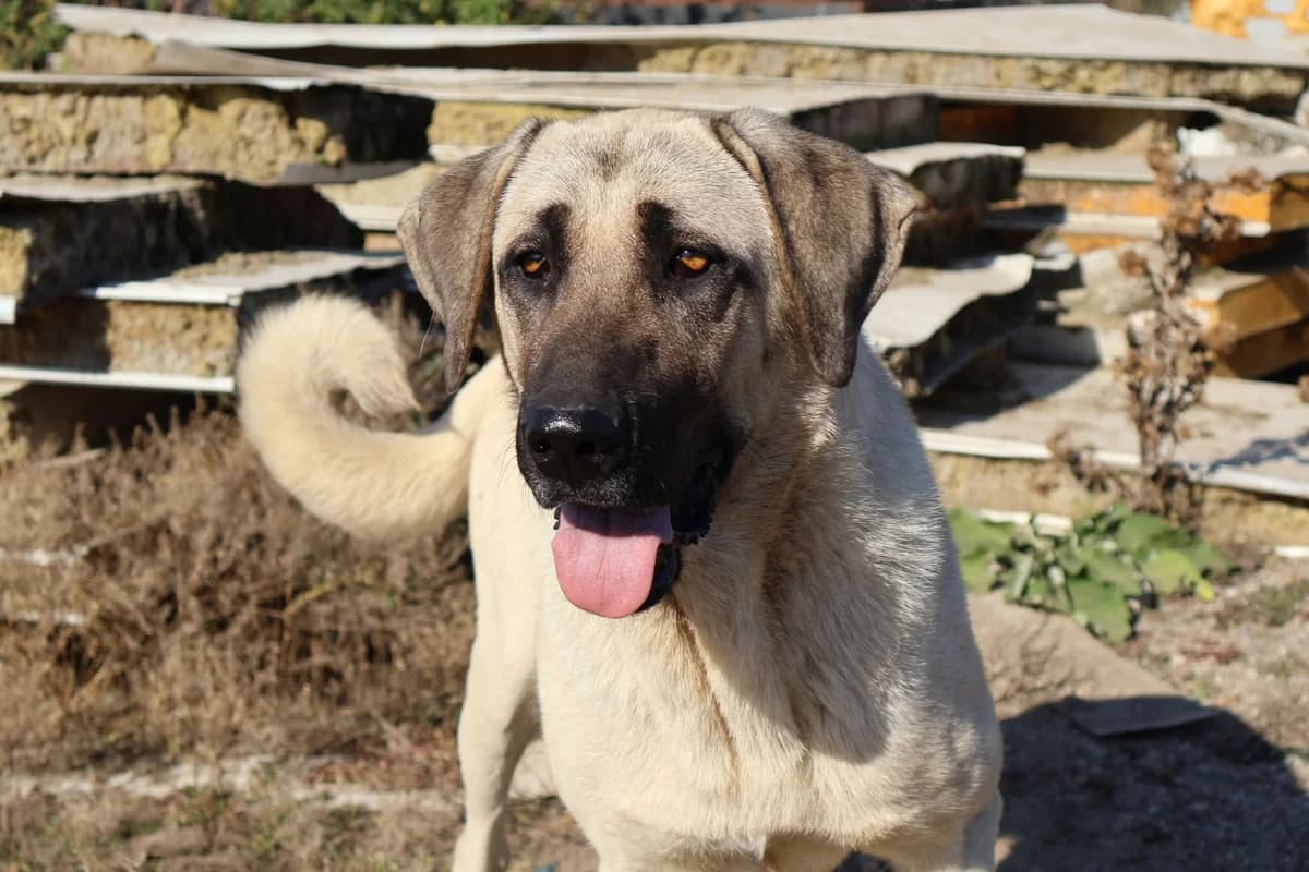 Ronja, female young Mixed Breed for adoption at Ein Herz für Streuner e.V., München