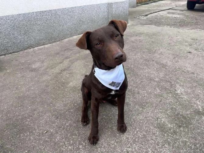 Ronnie, male young Mixed Breed for adoption at Ein Herz für Streuner e.V., München