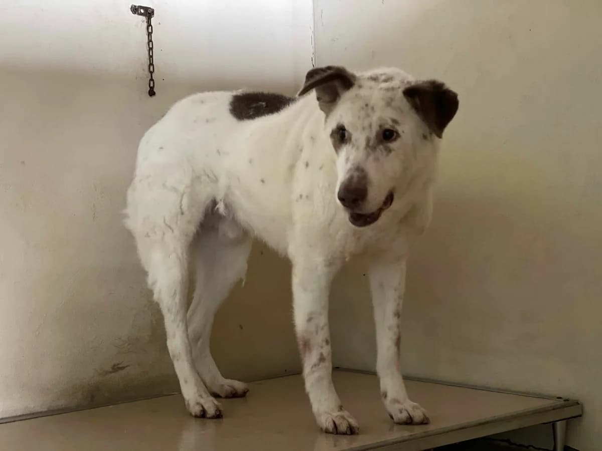 Ronny, male senior Mixed Breed for adoption at Ein Herz für Streuner e.V., München