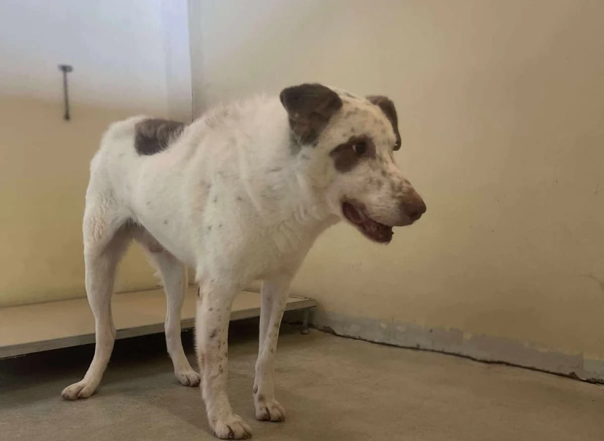 Ronny, male senior Mixed Breed for adoption at Ein Herz für Streuner e.V., München