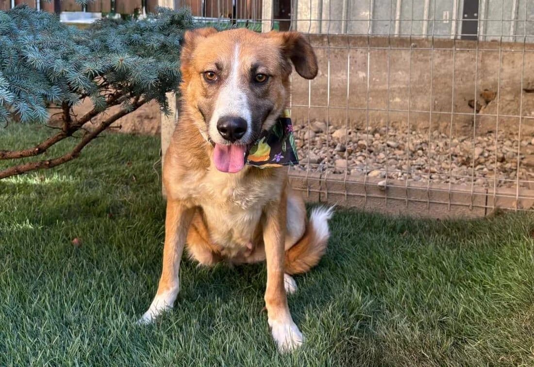 Ronya, female 3yo Mixed Breed for adoption at Ein Herz für Streuner e.V., München