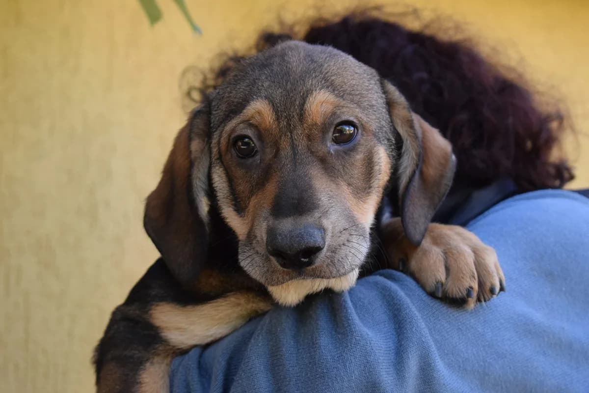 Roody, young Mixed Breed for adoption at Ein Herz für Streuner e.V., München