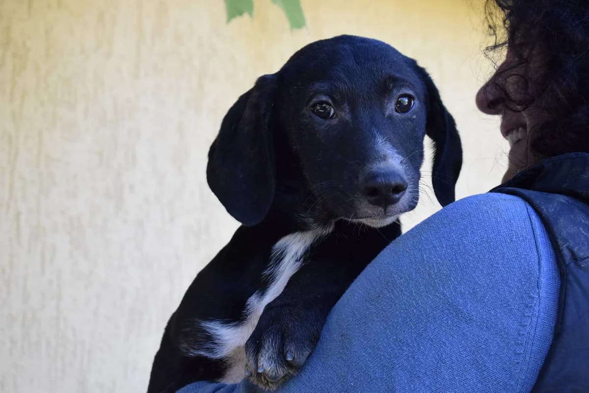 Rookie, weiß young Mixed Breed for adoption at Ein Herz für Streuner e.V., München