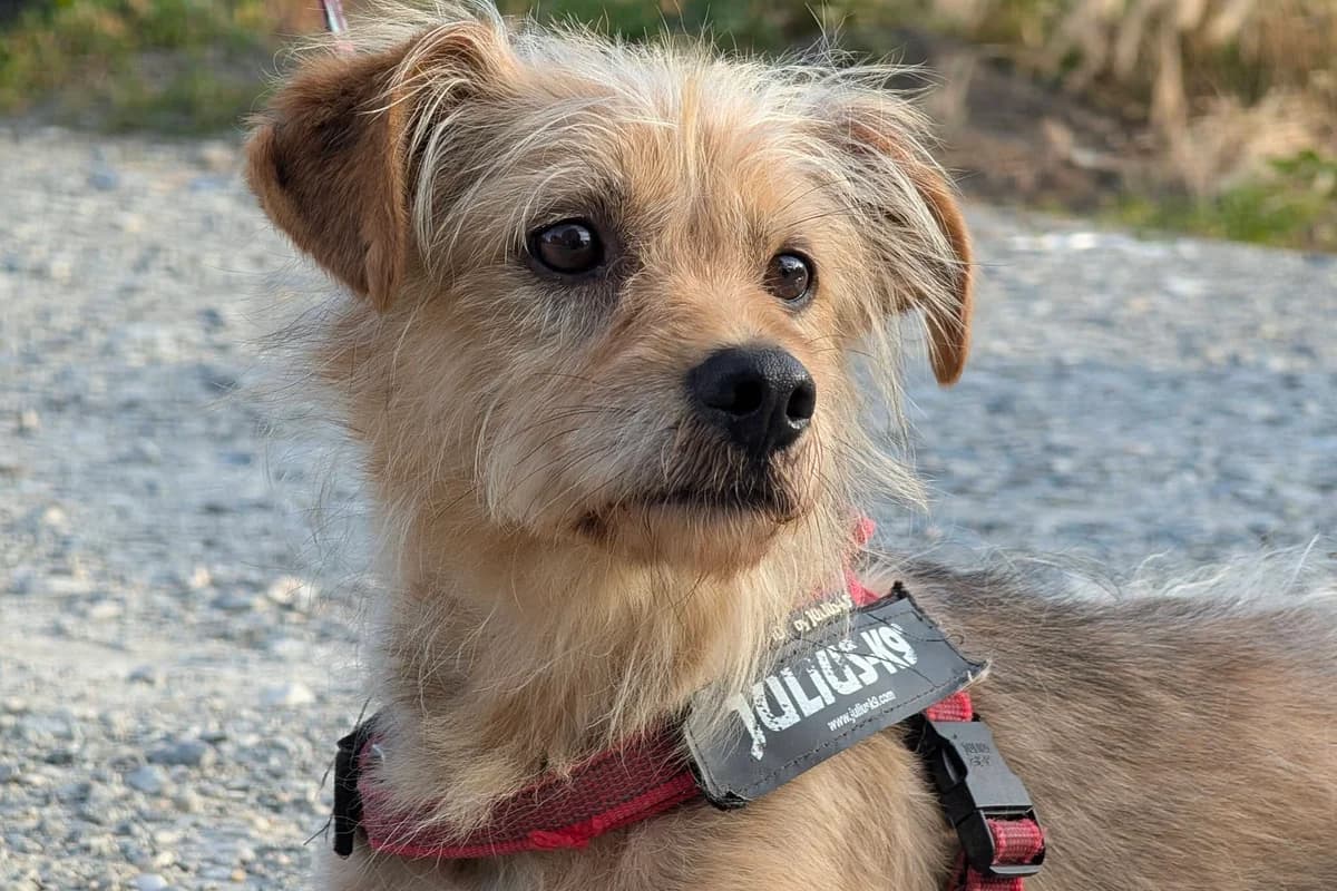 Rookie, puppy Mixed Breed for adoption at Ein Herz für Streuner e.V., München