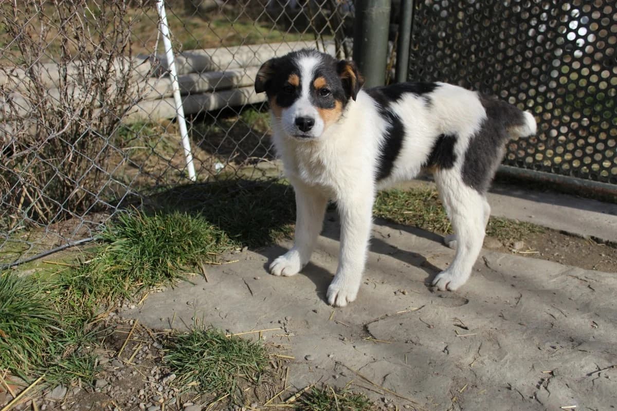 Rory, schwarz male puppy Mixed Breed for adoption at Ein Herz für Streuner e.V., München