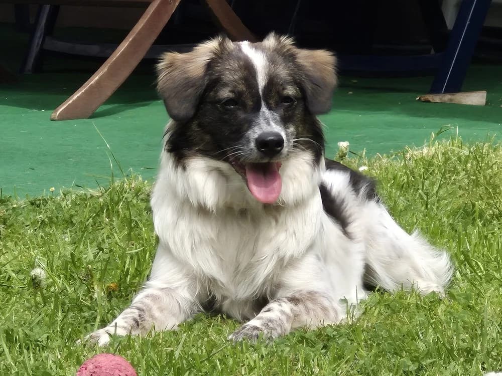 Rosa, female 5yo Mixed Breed for adoption at Ein Herz für Streuner e.V., München