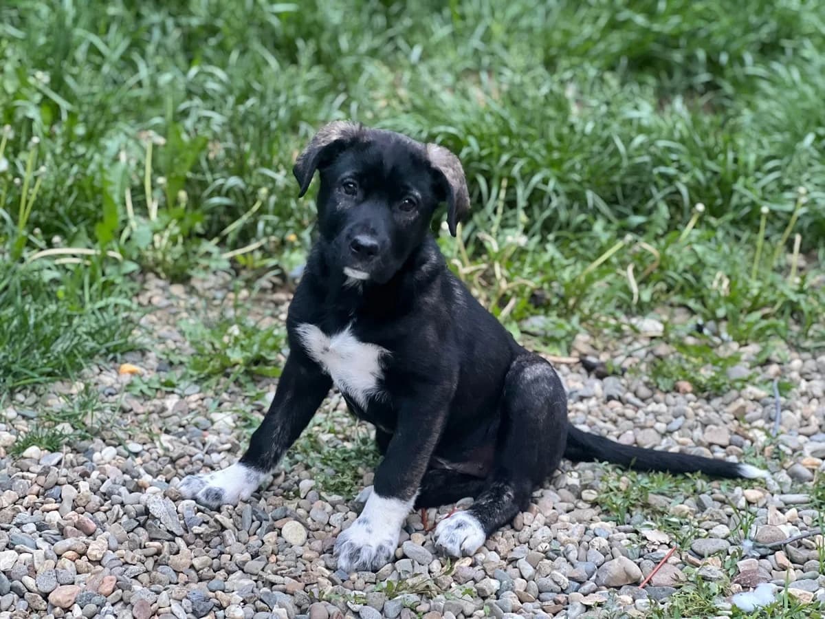 Rosa, puppy Mixed Breed for adoption at Ein Herz für Streuner e.V., München
