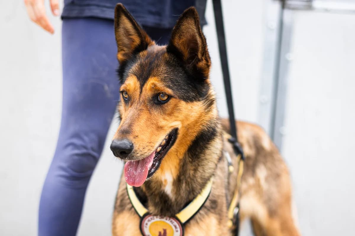 Rosa, female 4yo Mixed Breed for adoption at Ein Herz für Streuner e.V., München