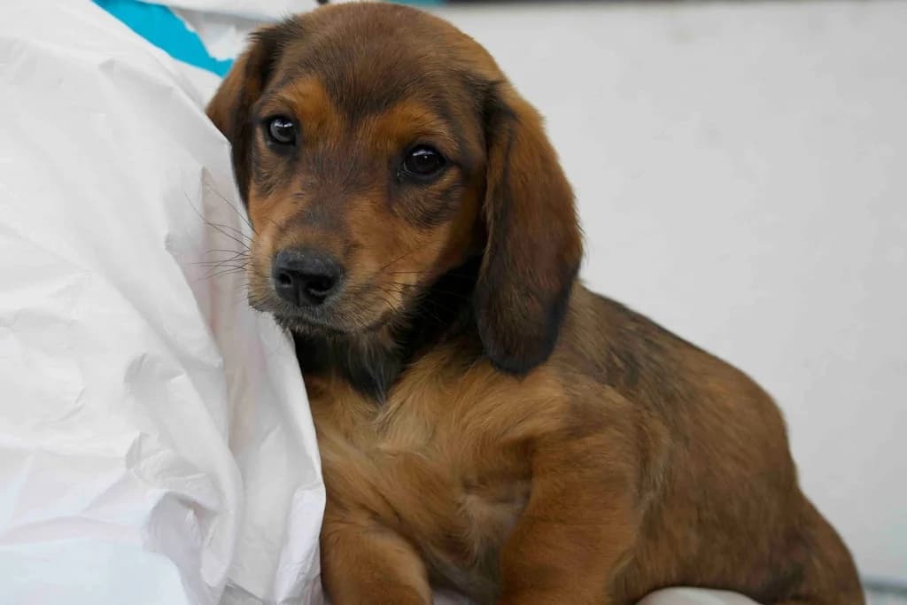 Rosa, braun female puppy Mixed Breed for adoption at Ein Herz für Streuner e.V., München