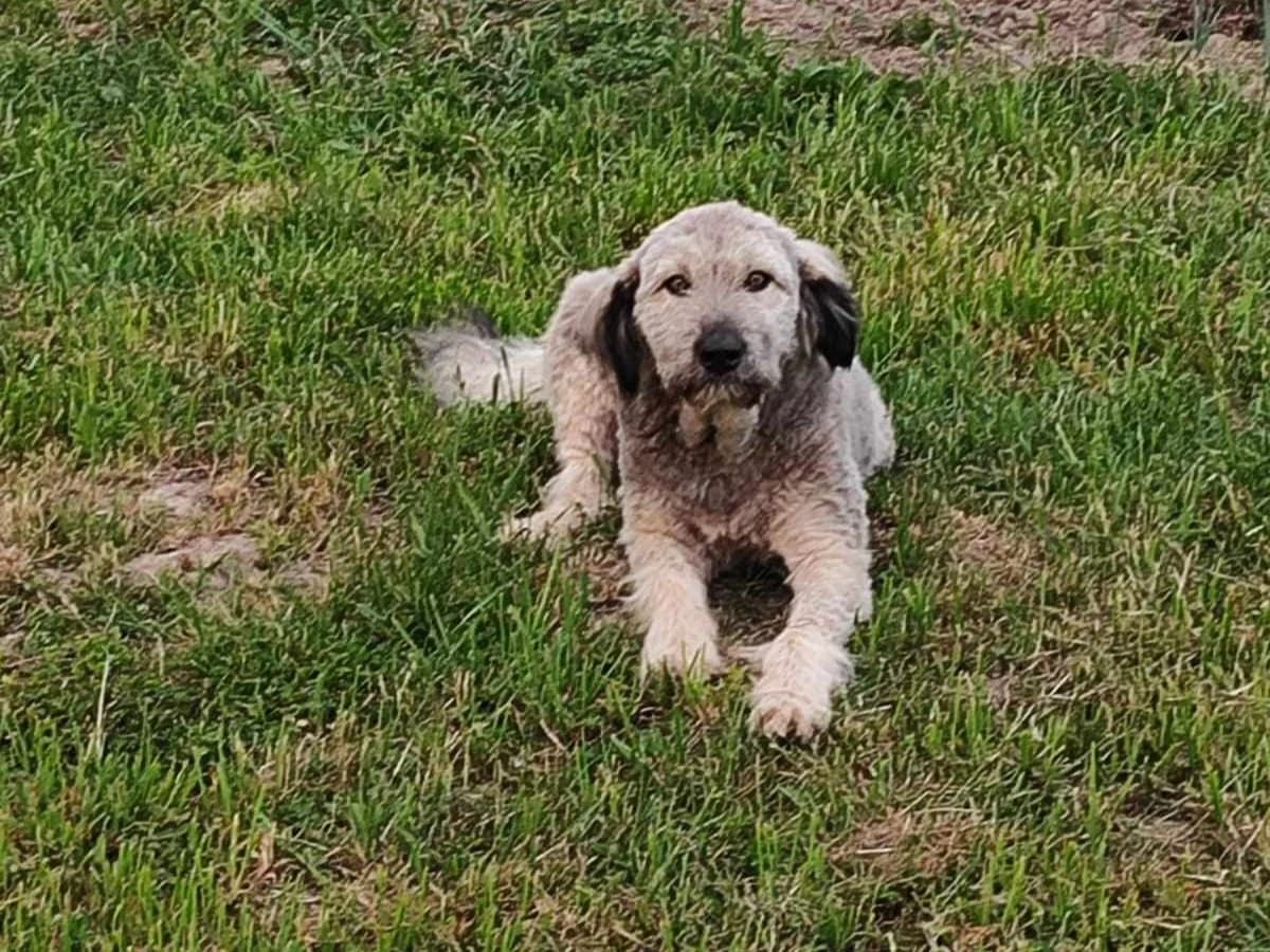 Rosalie, female 3yo Mixed Breed for adoption at Ein Herz für Streuner e.V., München