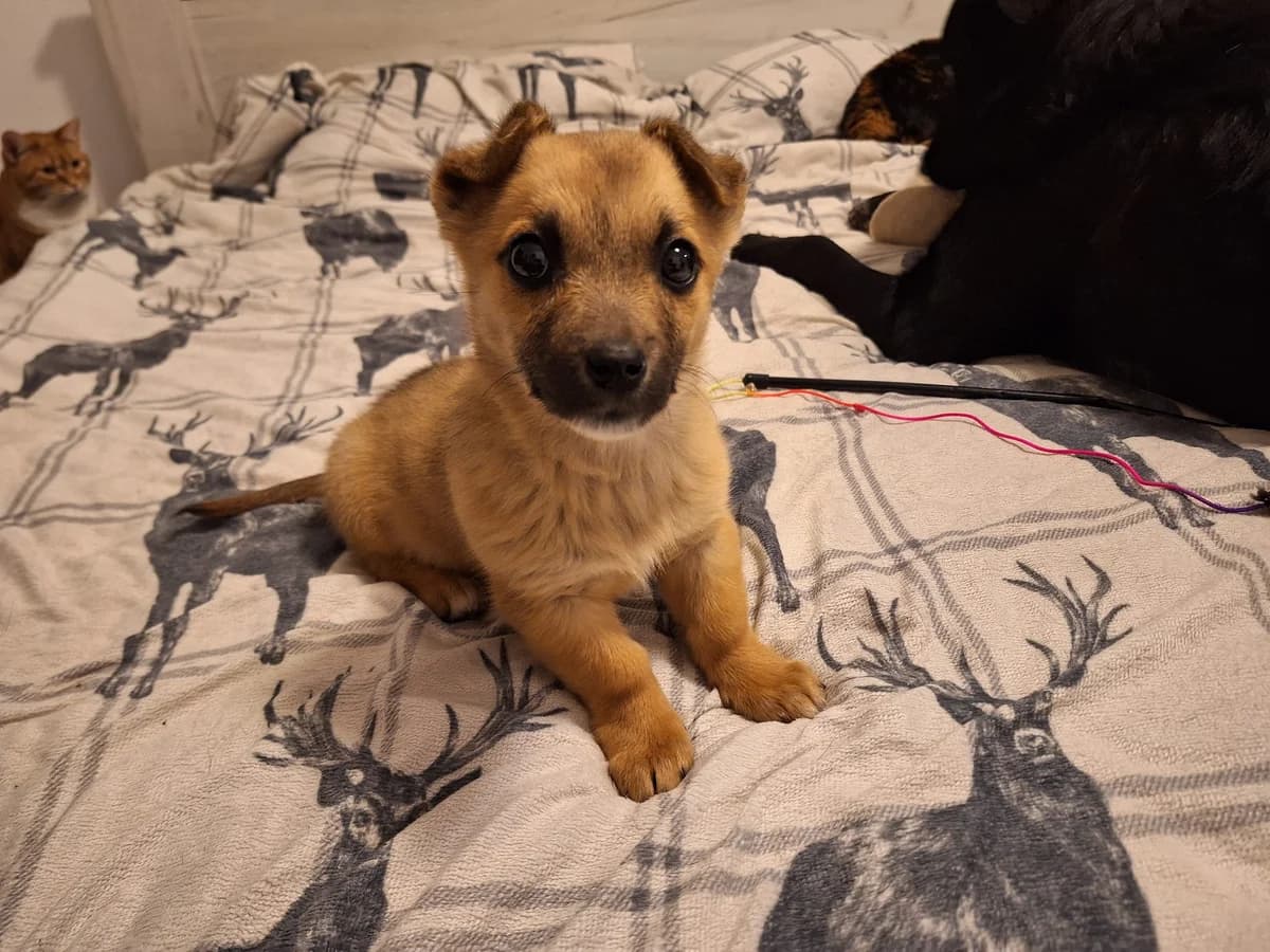 Rosalie, Mixed Breed for adoption at Ein Herz für Streuner e.V., München