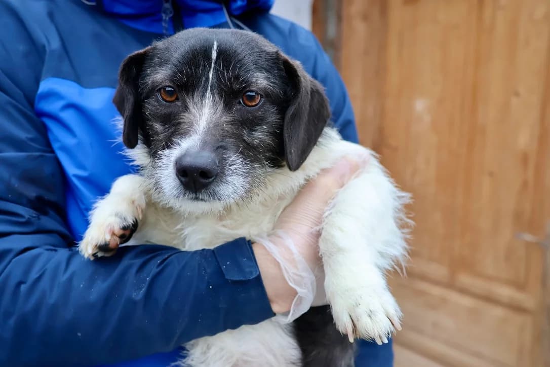 Rosalie, female young Mixed Breed for adoption at Ein Herz für Streuner e.V., München