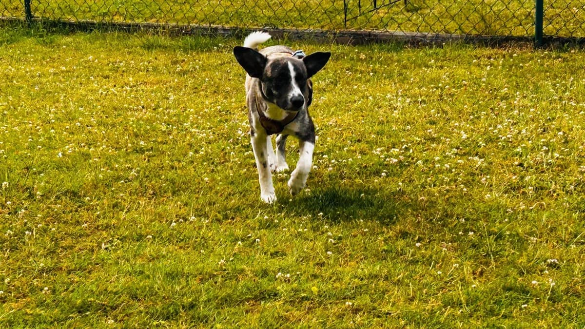 Rosalie, braun female puppy Mixed Breed for adoption at Ein Herz für Streuner e.V., München