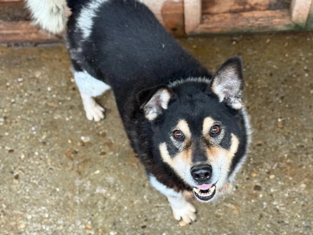 Roscoe, male senior Mixed Breed for adoption at Ein Herz für Streuner e.V., München