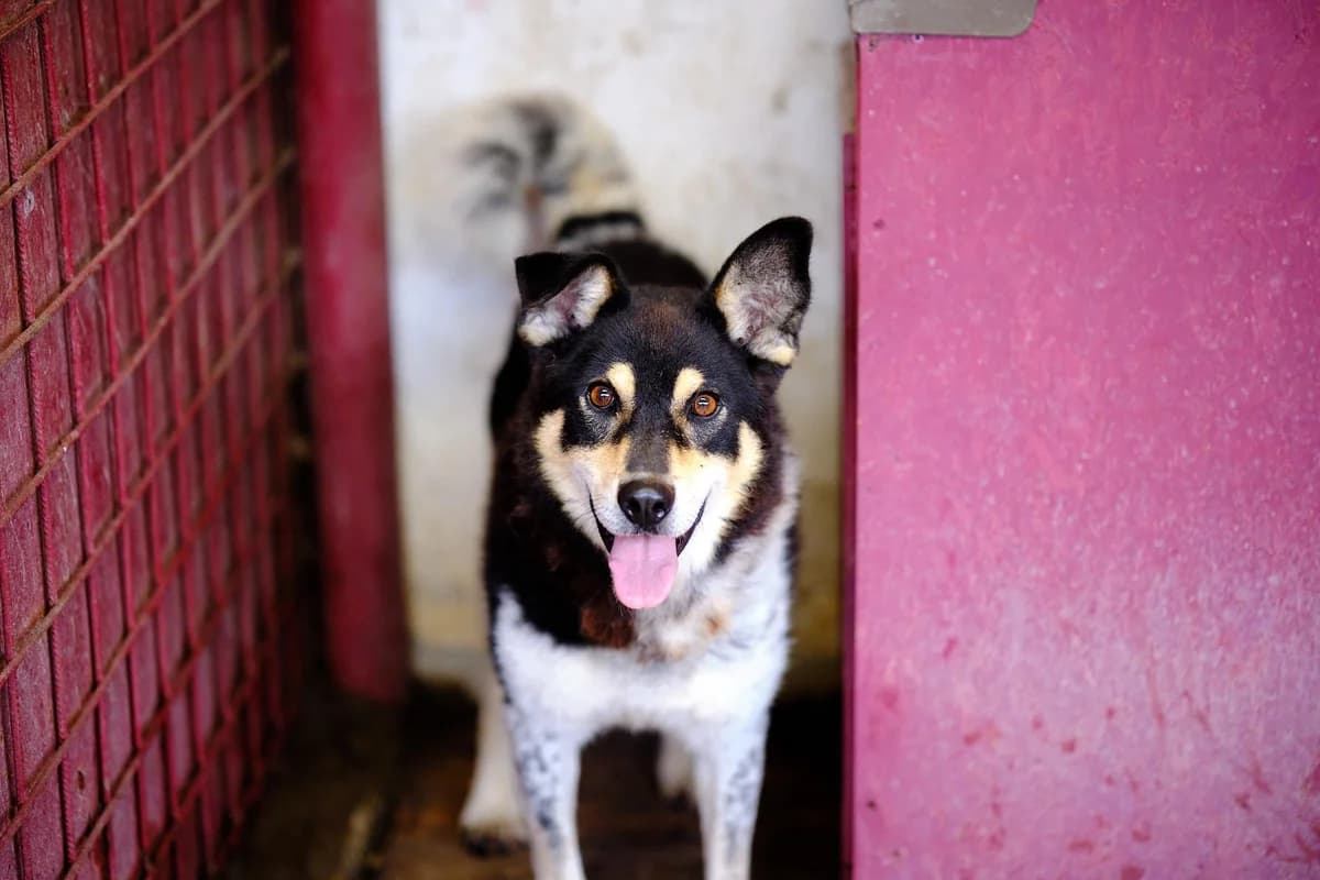 Roscoe, male senior Mixed Breed for adoption at Ein Herz für Streuner e.V., München