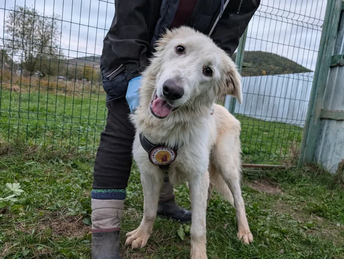 Rose, female young Mixed Breed for adoption at Ein Herz für Streuner e.V., München