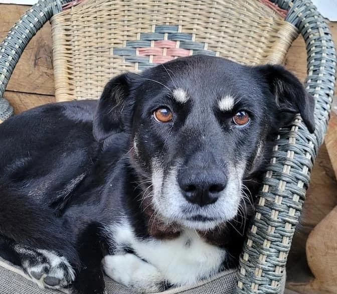Rose, schwarz female senior Mixed Breed for adoption at Ein Herz für Streuner e.V., München