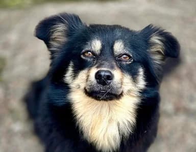 Rosi, female 5yo Mixed Breed for adoption at Ein Herz für Streuner e.V., München