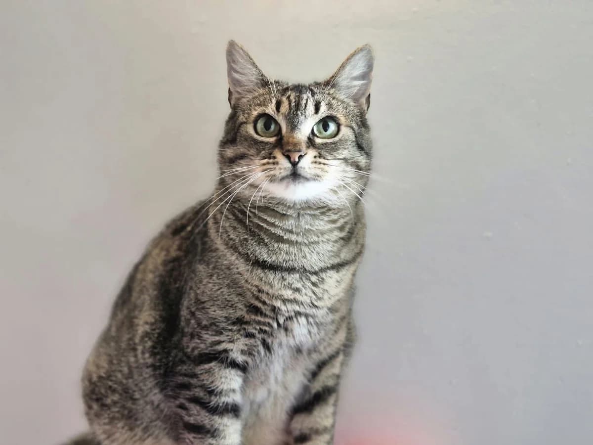 Rosi, female 5yo Mixed Breed for adoption at Ein Herz für Streuner e.V., München