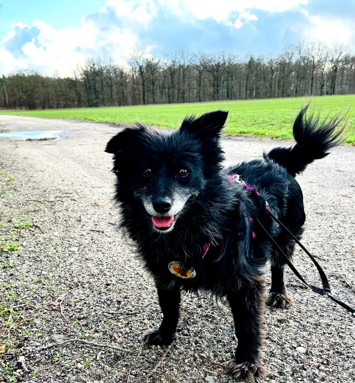 Rosi, female senior Mixed Breed for adoption at Ein Herz für Streuner e.V., München
