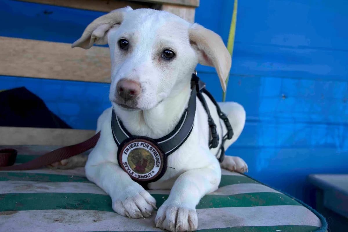 Rosie, sand female puppy Mixed Breed for adoption at Ein Herz für Streuner e.V., München