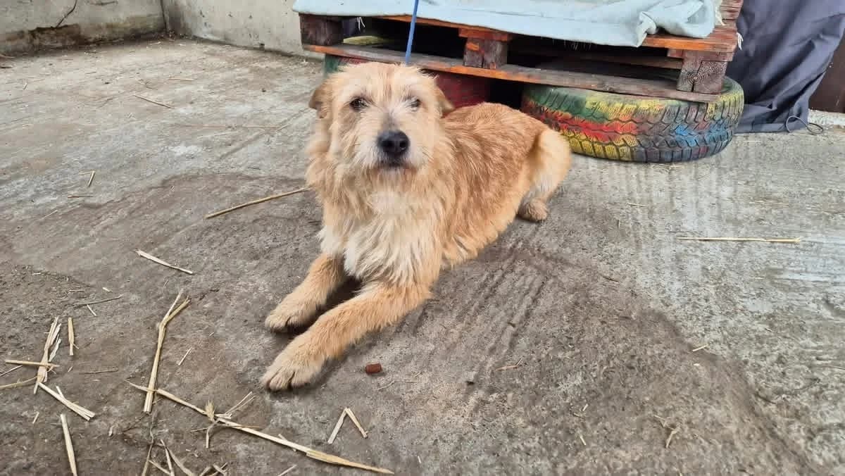 Rosie, female young Mixed Breed for adoption at Ein Herz für Streuner e.V., München