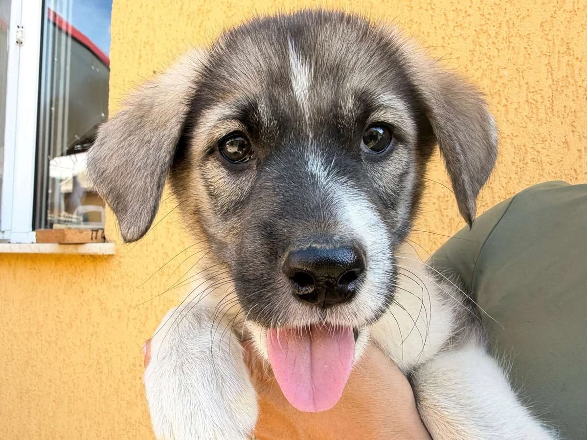 Rosie, female puppy Mixed Breed for adoption at Ein Herz für Streuner e.V., München