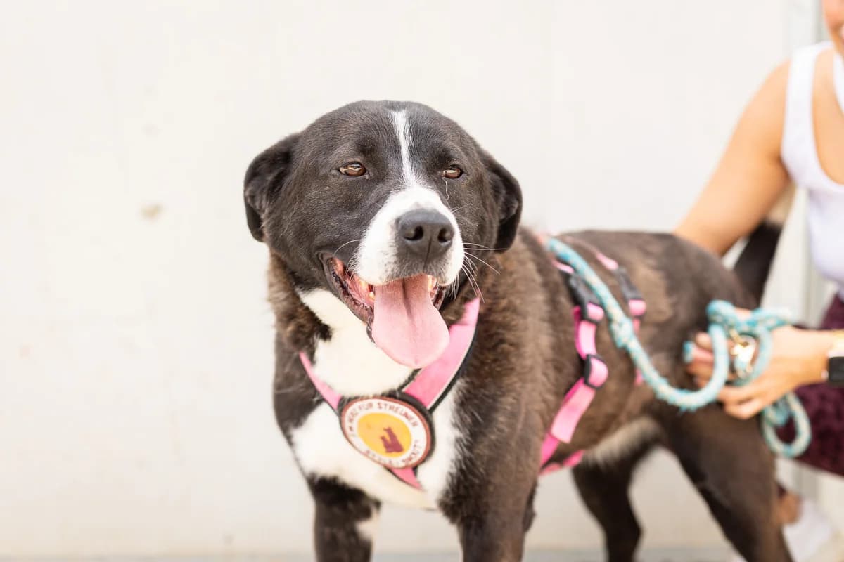 Rosie, female young Mixed Breed for adoption at Ein Herz für Streuner e.V., München