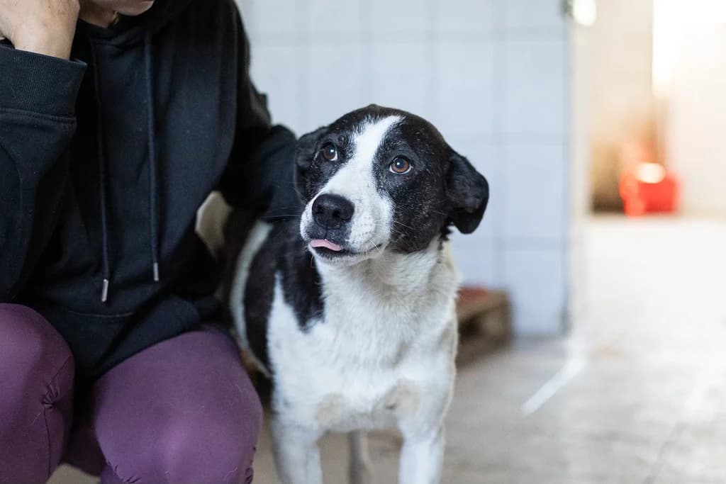 Rosita, female 6yo Mixed Breed for adoption at Ein Herz für Streuner e.V., München