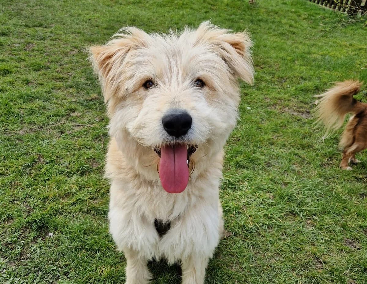 Rosmarin, male 5yo Mixed Breed for adoption at Ein Herz für Streuner e.V., München