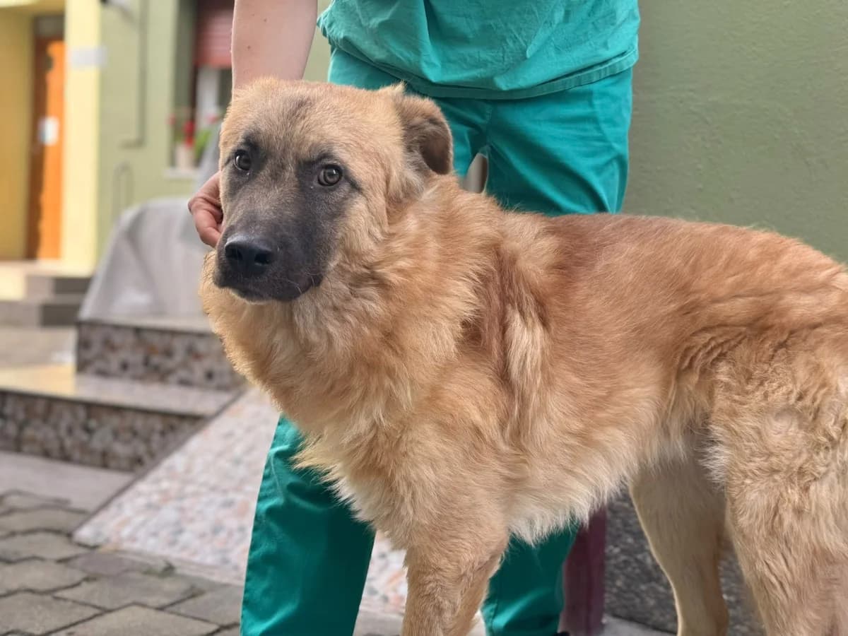 Ross, male young Mixed Breed for adoption at Ein Herz für Streuner e.V., München