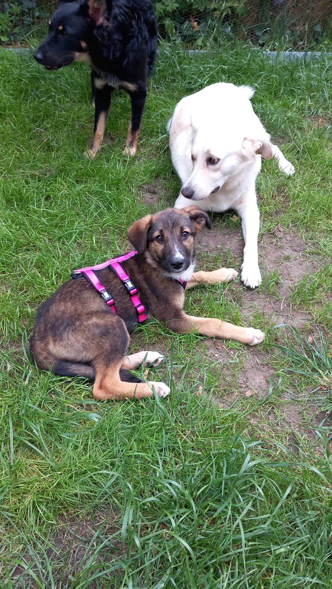 Rosy, female puppy Mixed Breed for adoption at Ein Herz für Streuner e.V., München
