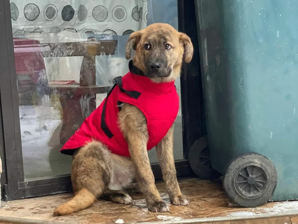Roufus, hellbraun male puppy Mixed Breed for adoption at Ein Herz für Streuner e.V., München