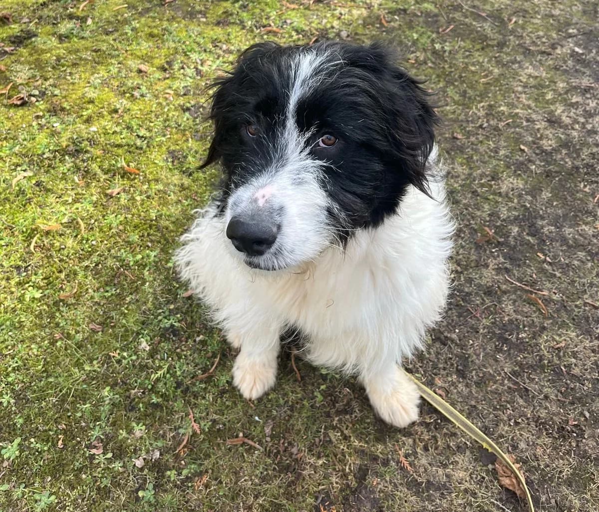 Rowdy, male young Mixed Breed for adoption at Ein Herz für Streuner e.V., München